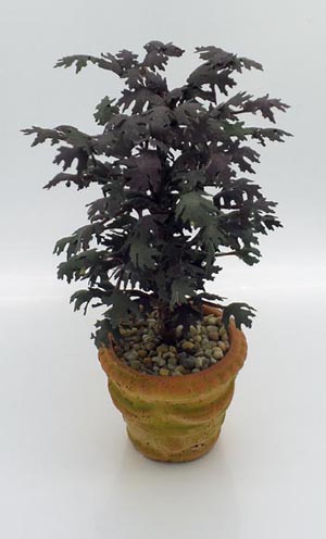 Specimen Purple Leaf Japanese Maple